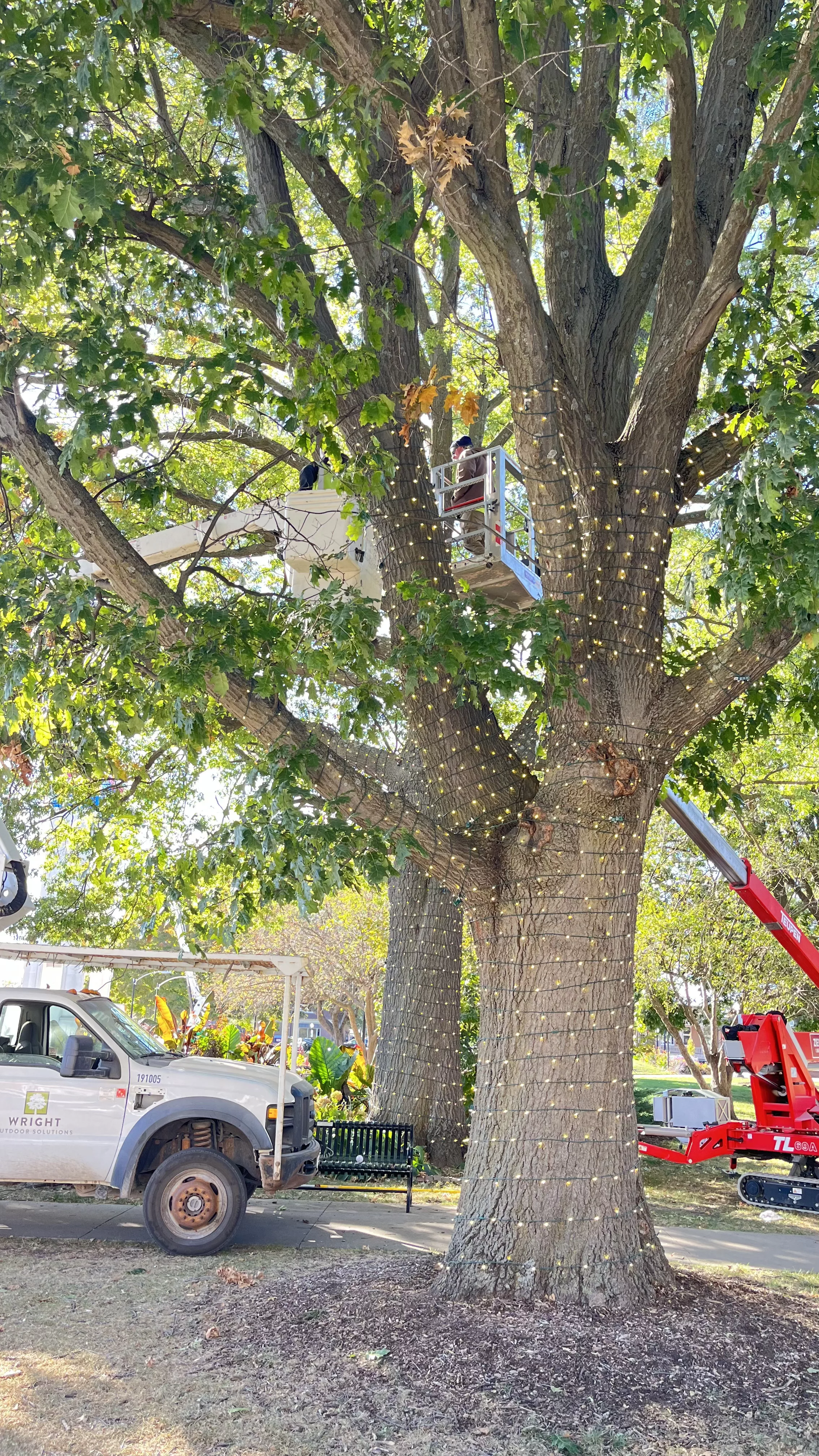 spirit_of_pella_tree_wrap_lights