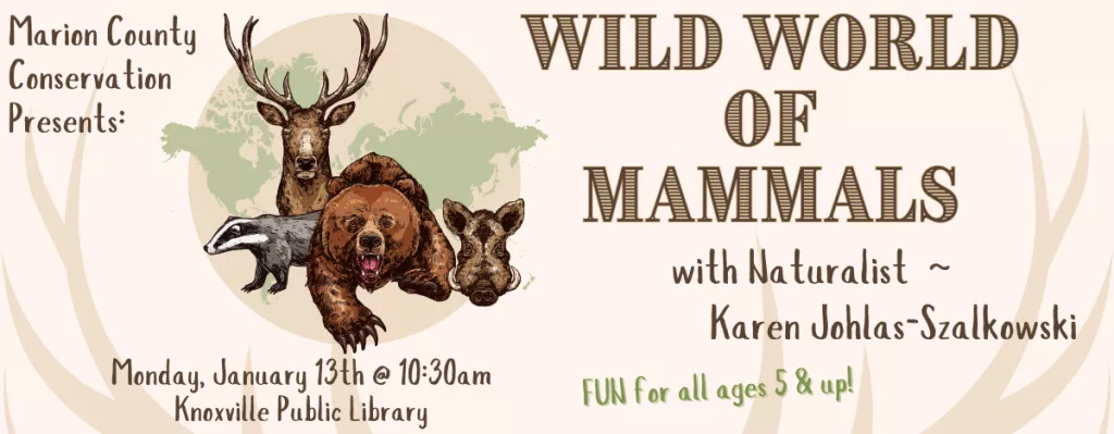 wild-world-of-mammals