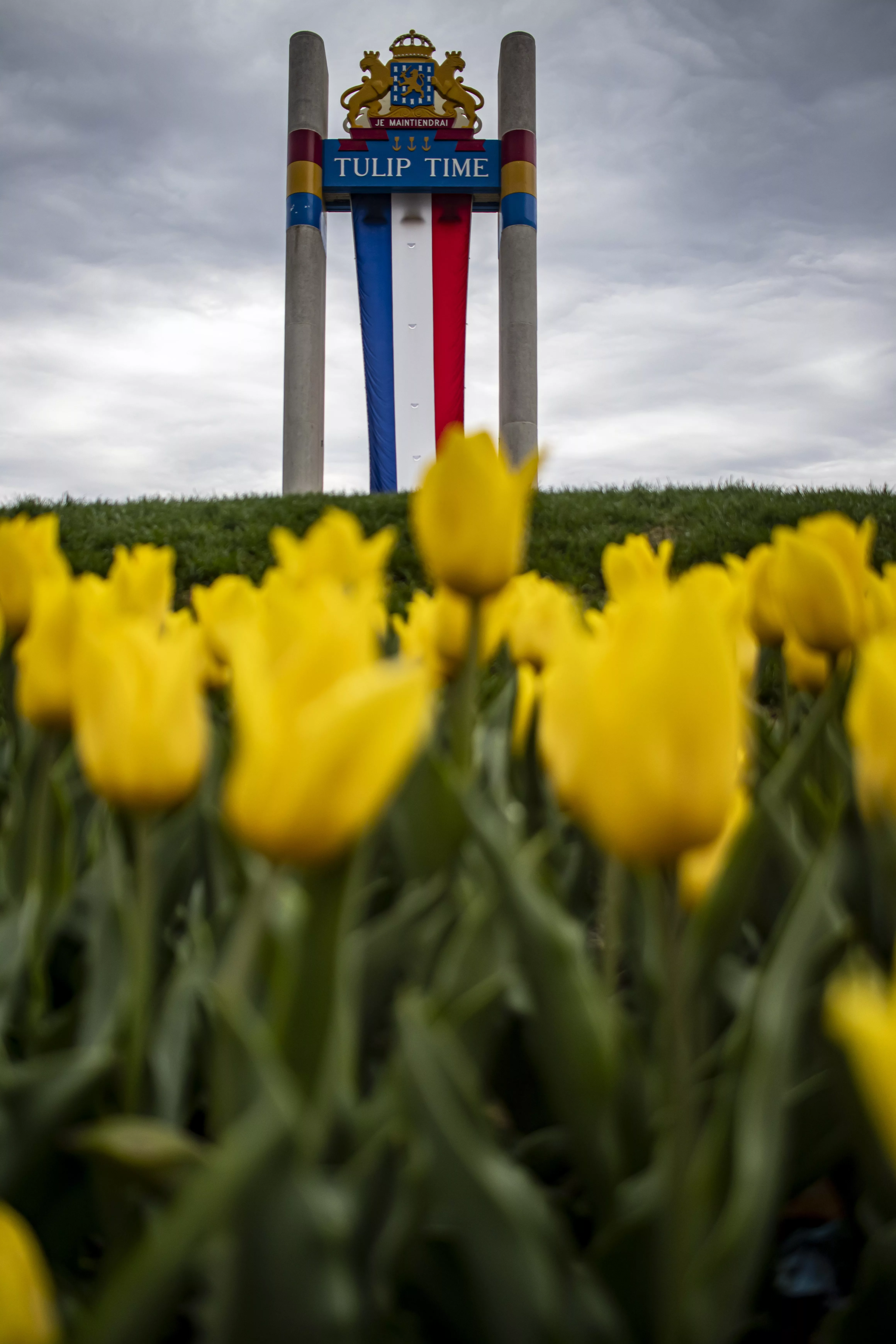 tulips-2025_106