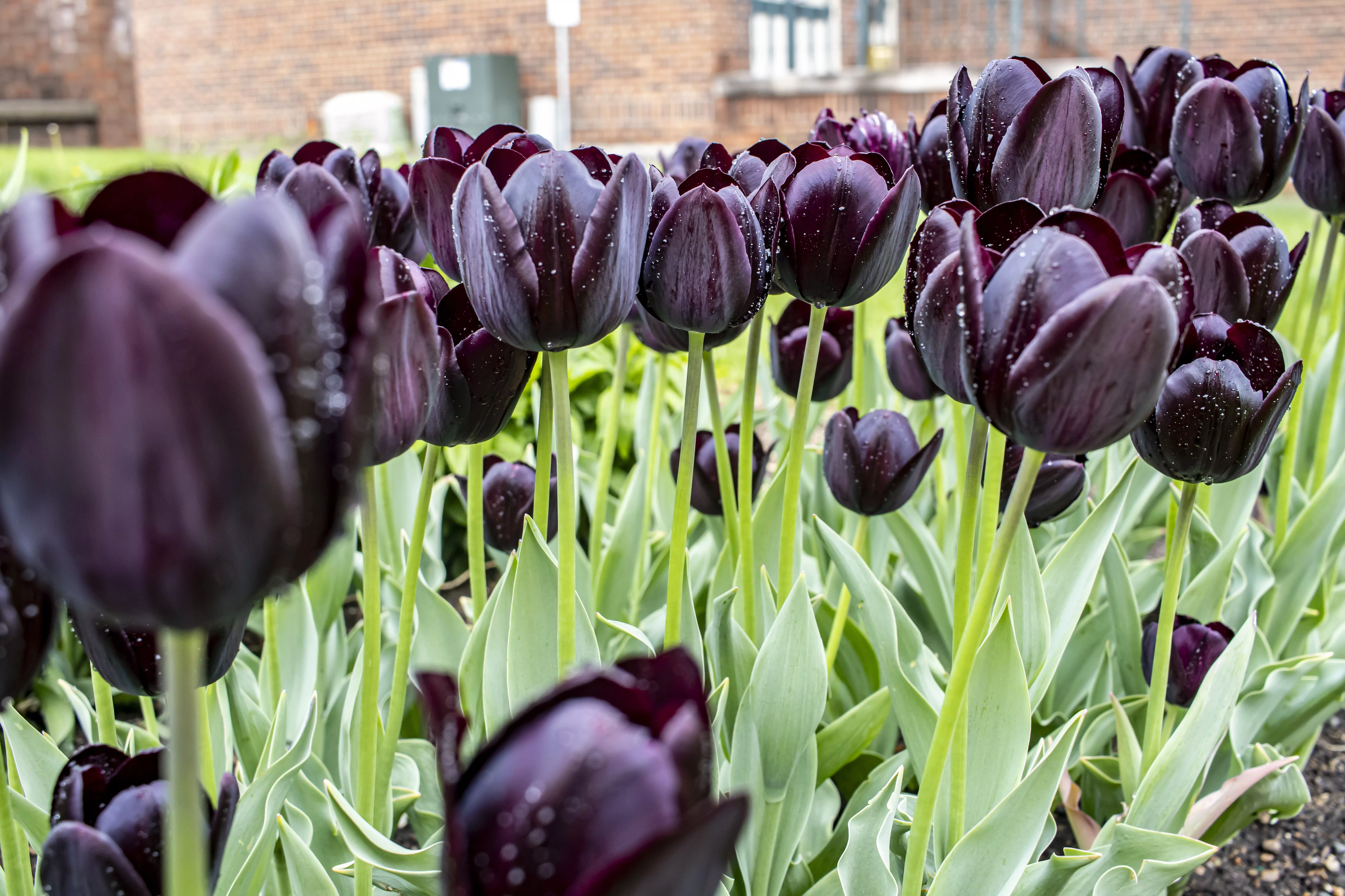 tulips-2025_141