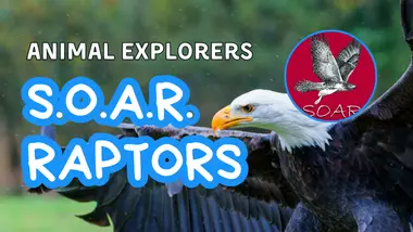 animal-exploers