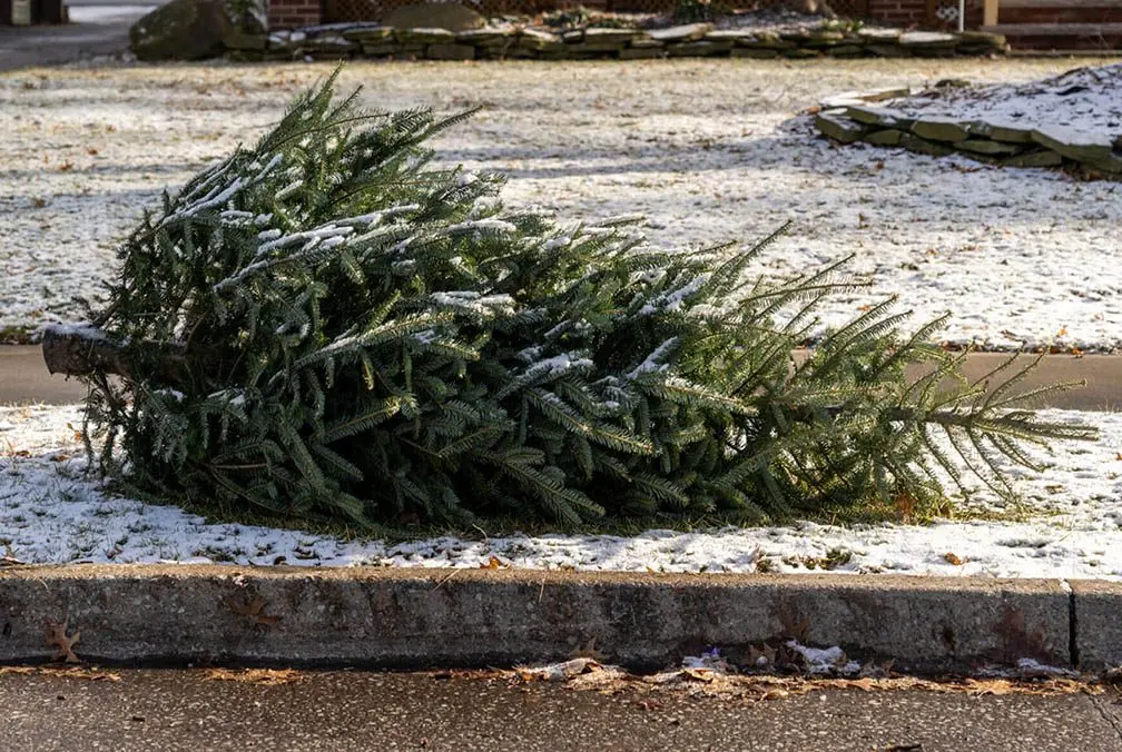 christmastree-curbside