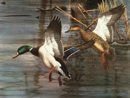 flying-ducks