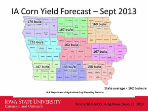 corn yields