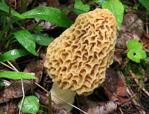 morel