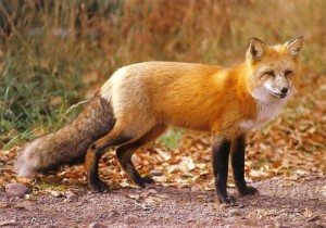 red fox