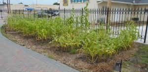 East side of TJ Gardens