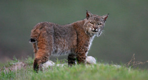 bobcat-stephan-lins-dpc