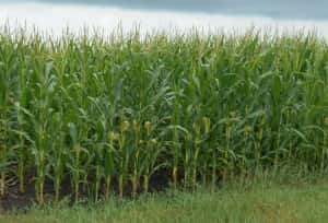 corn-crop-pic-7_16-300x204-2