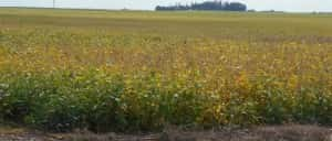 soybeans turning yellow