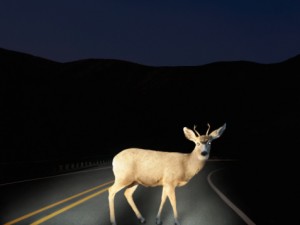 deer-in-headlights_gettyimages-300x225