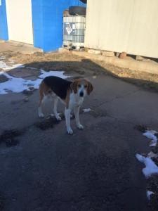 This hound dog has been on the run for three years in Greenfield. 