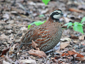 northern_bobwhite_rwd1