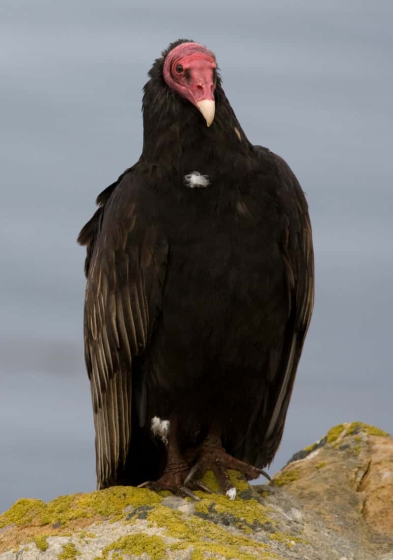 Combatting Roosting Turkey Vultures a Problem Throughout