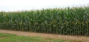 Corn pic 7_11