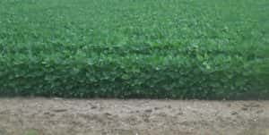 Soybean pic 7_11