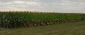 Corn 8_9
