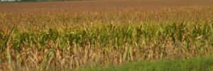 Corn update 8_30