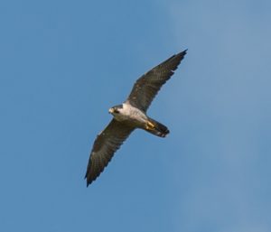 Peregrine Falcon; photo courtesy of Wikipedia