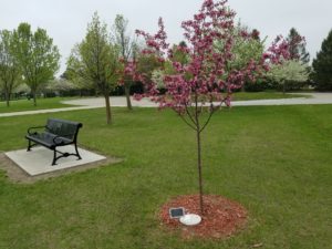 A tree and bench in Wiese Park in Perry dedicated to the late Sabrina Ray