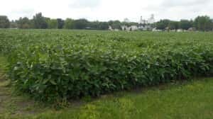 Soybeans in August