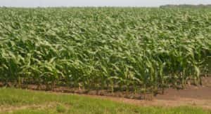 Corn crop 6_15_18