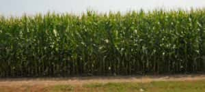 Corn crop 8_1