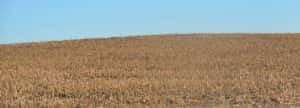 Harvest Corn Field