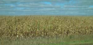 Corn crop 9_21