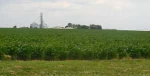 Corn crop 6_13