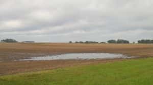 Wet field in Churdan