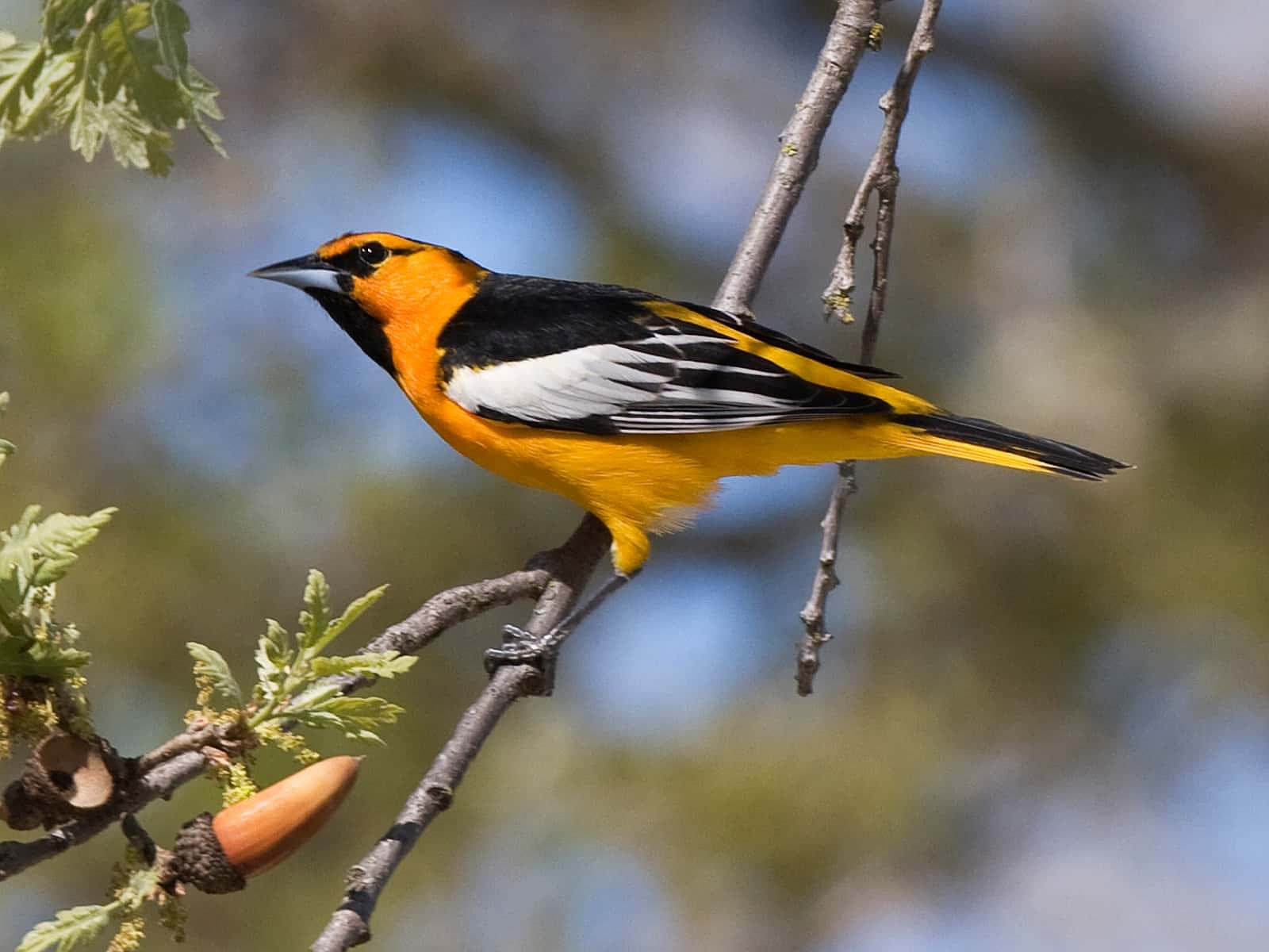 male-bullocks-oriole-at-atascadero-lake