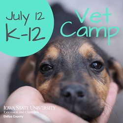 dallas-extension-vet-camp