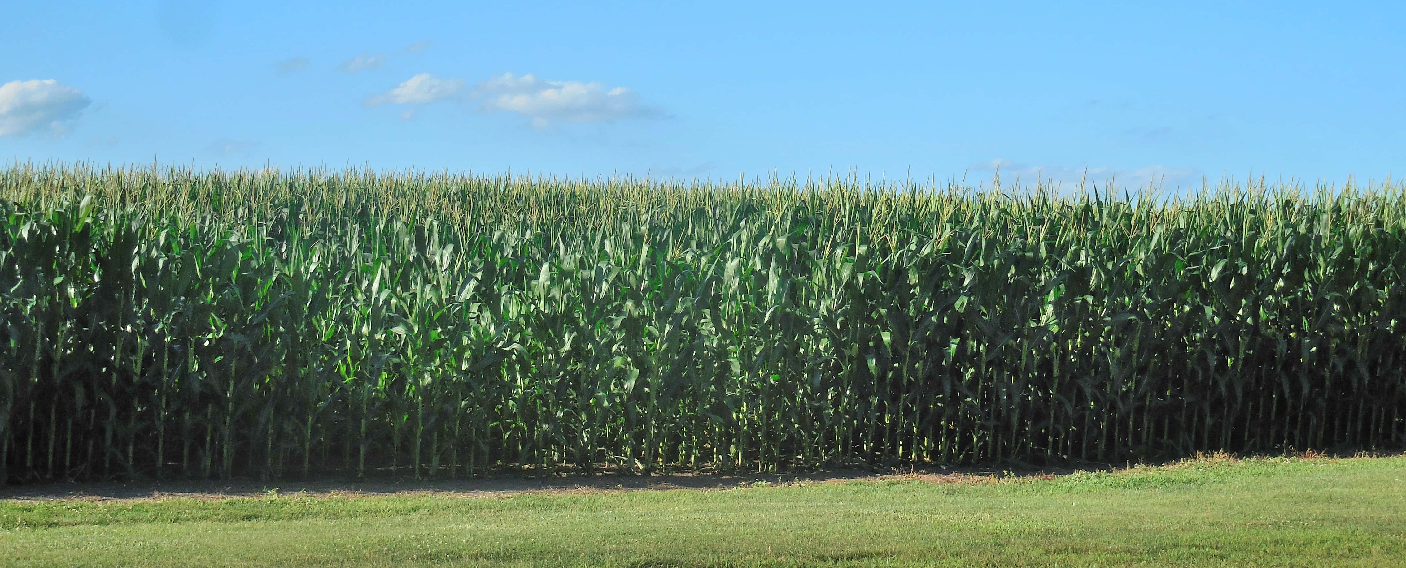 corn-crop-3