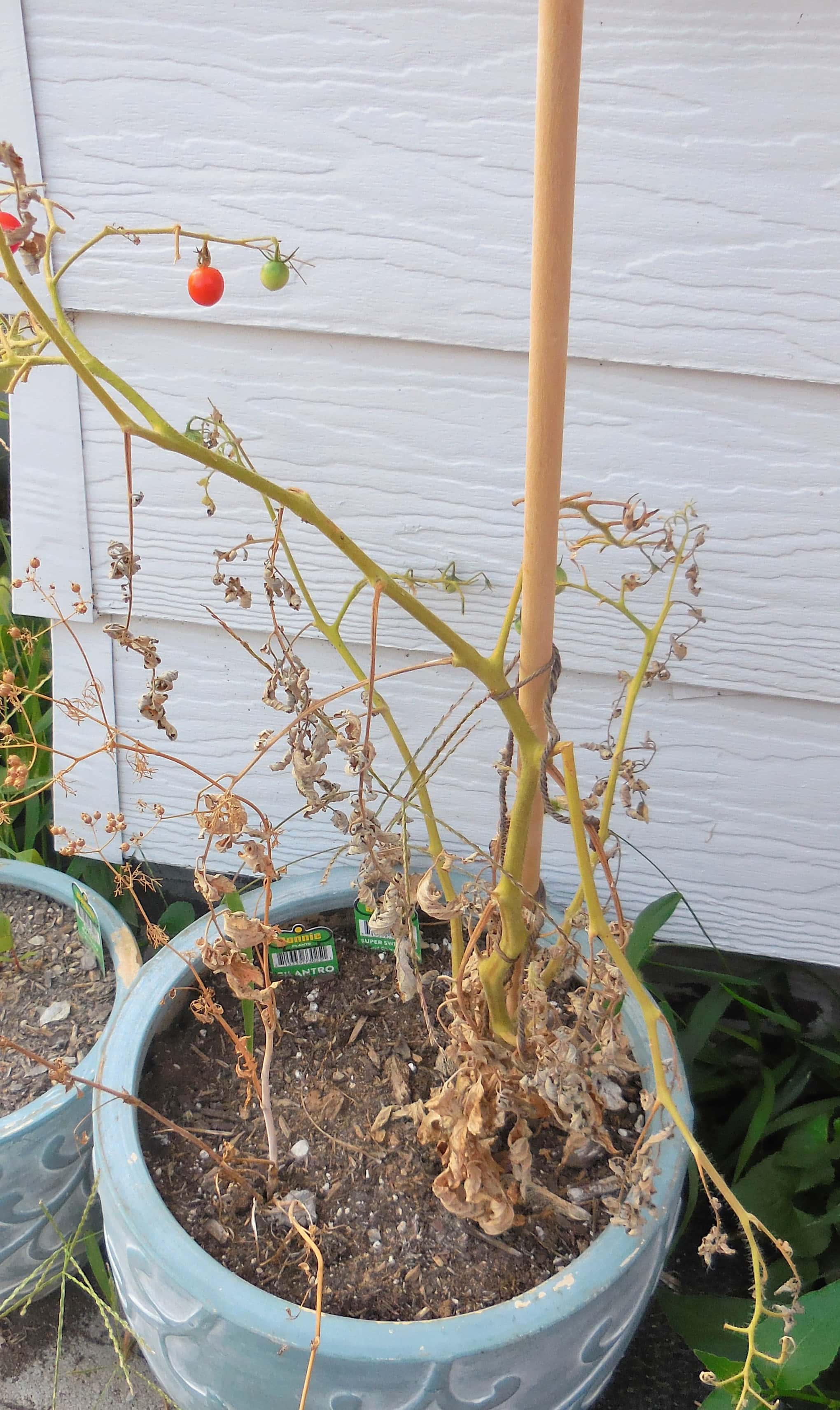 tomato-plant-blight