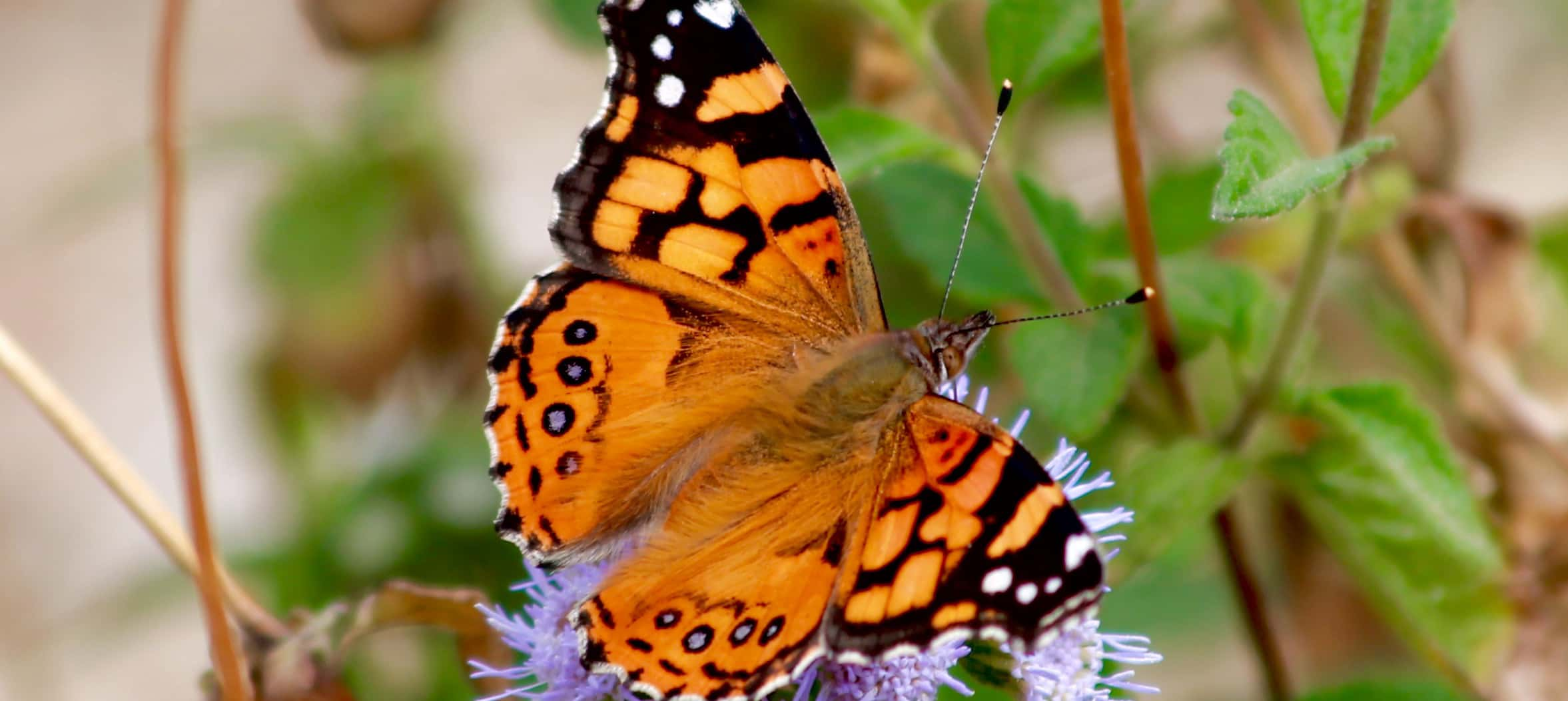 painted-lady-butterflies-at-their-peak-in-iowa-raccoon-valley-radio