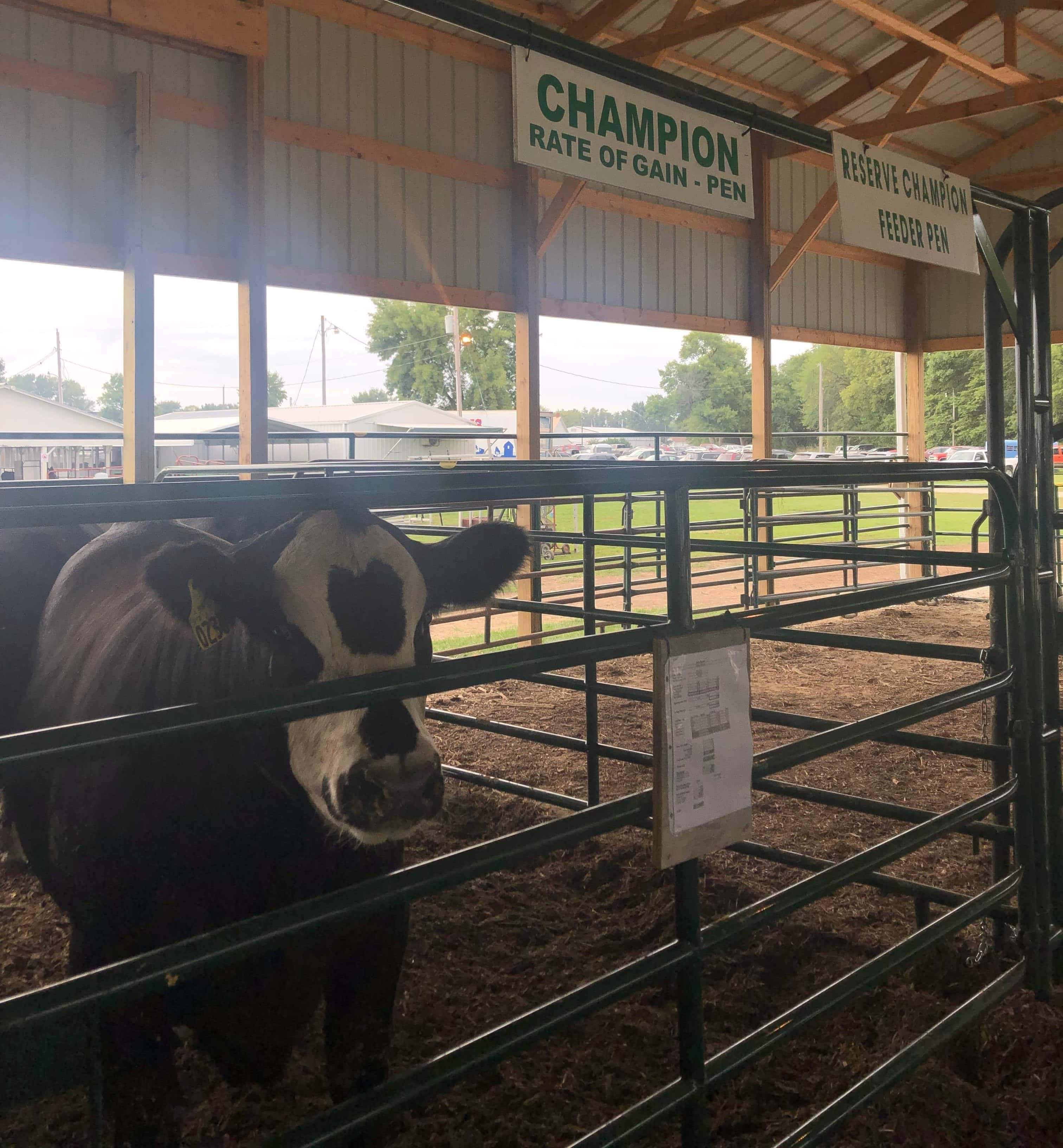 Guthrie County Fair Ends Tomorrow with Parade of Champions, Chainsaw