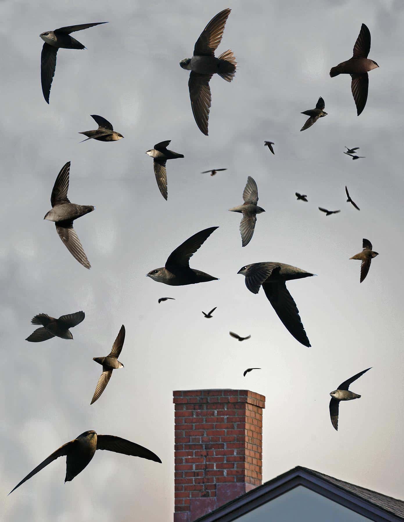chimney_swift_from_the_crossley_id_guide_eastern_birds