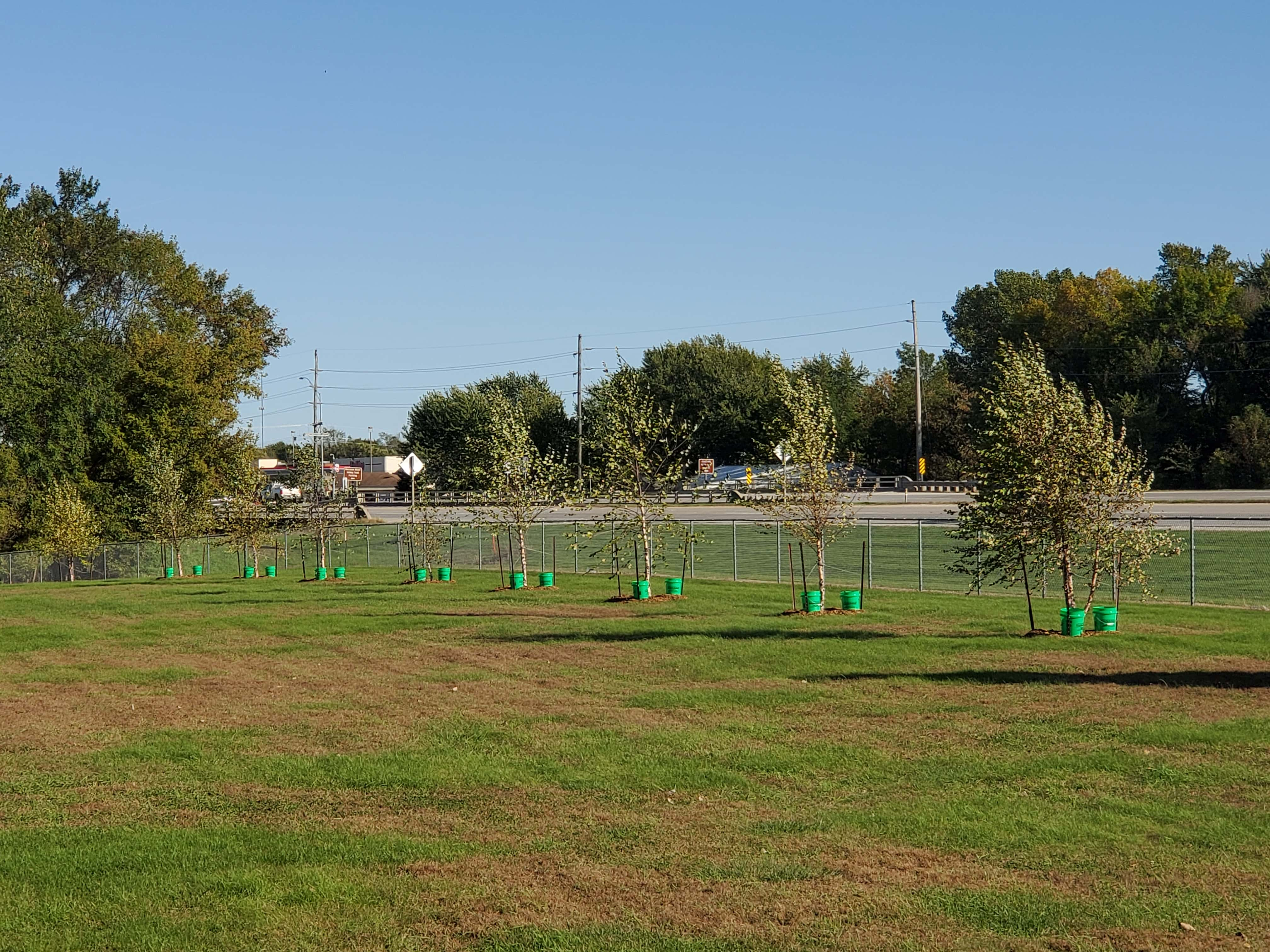 perry-trees-at-dog-park