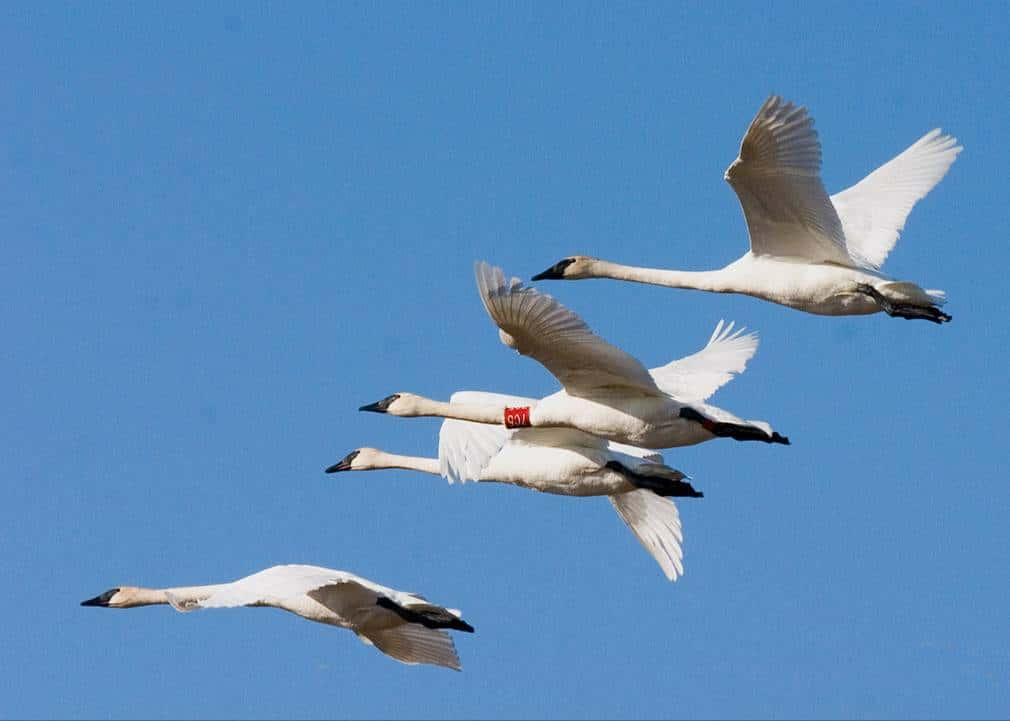 trumpeter-swans