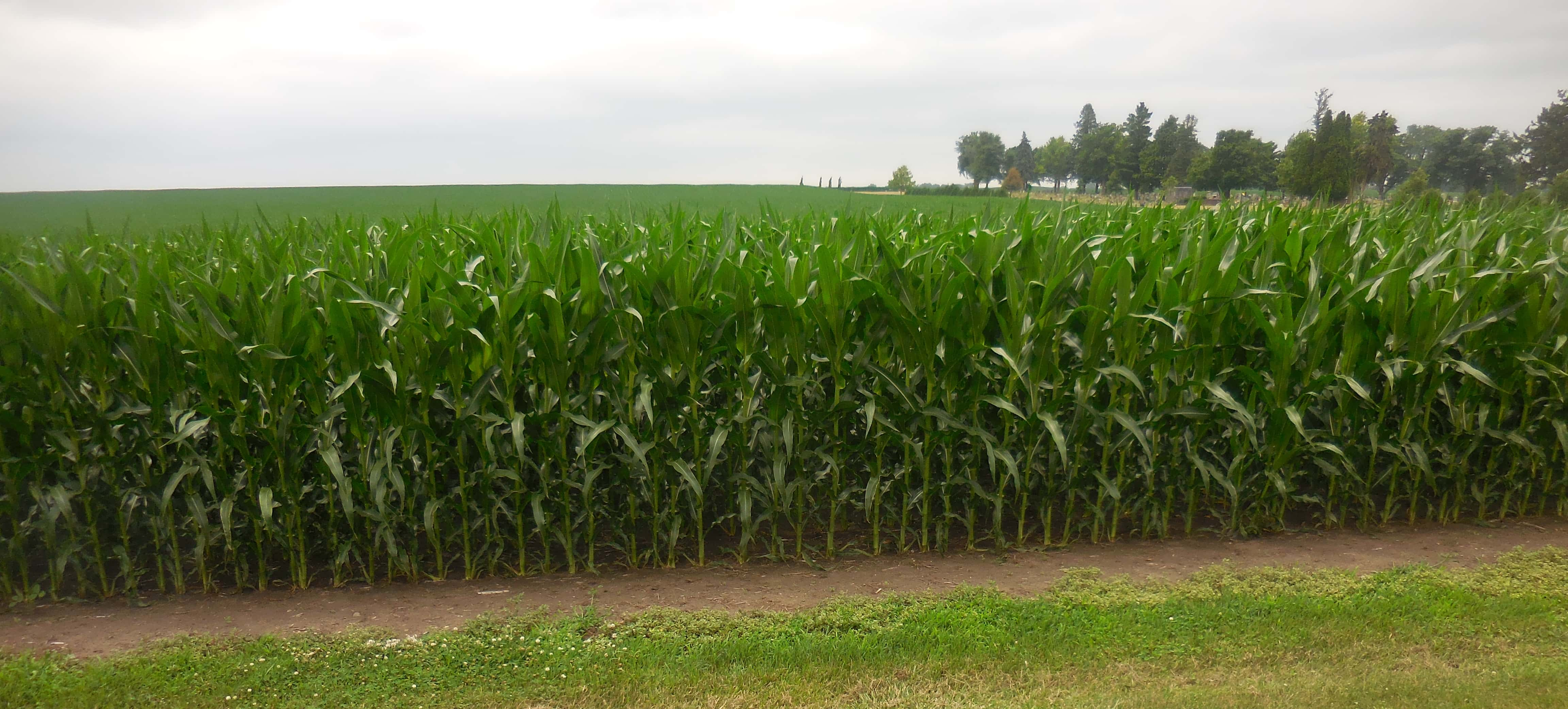 despite-lack-of-rainfall-in-areas-crops-continue-to-develop-raccoon