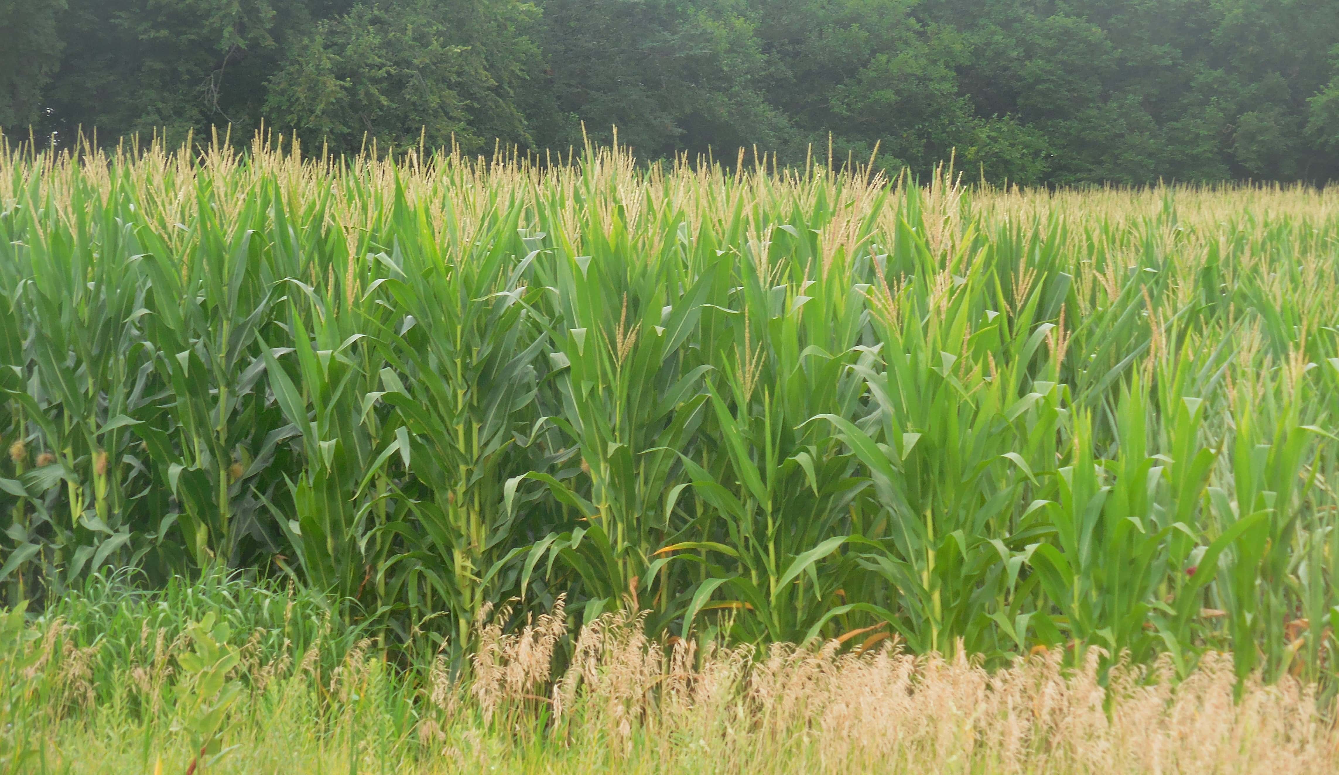 corn-crop-in-july