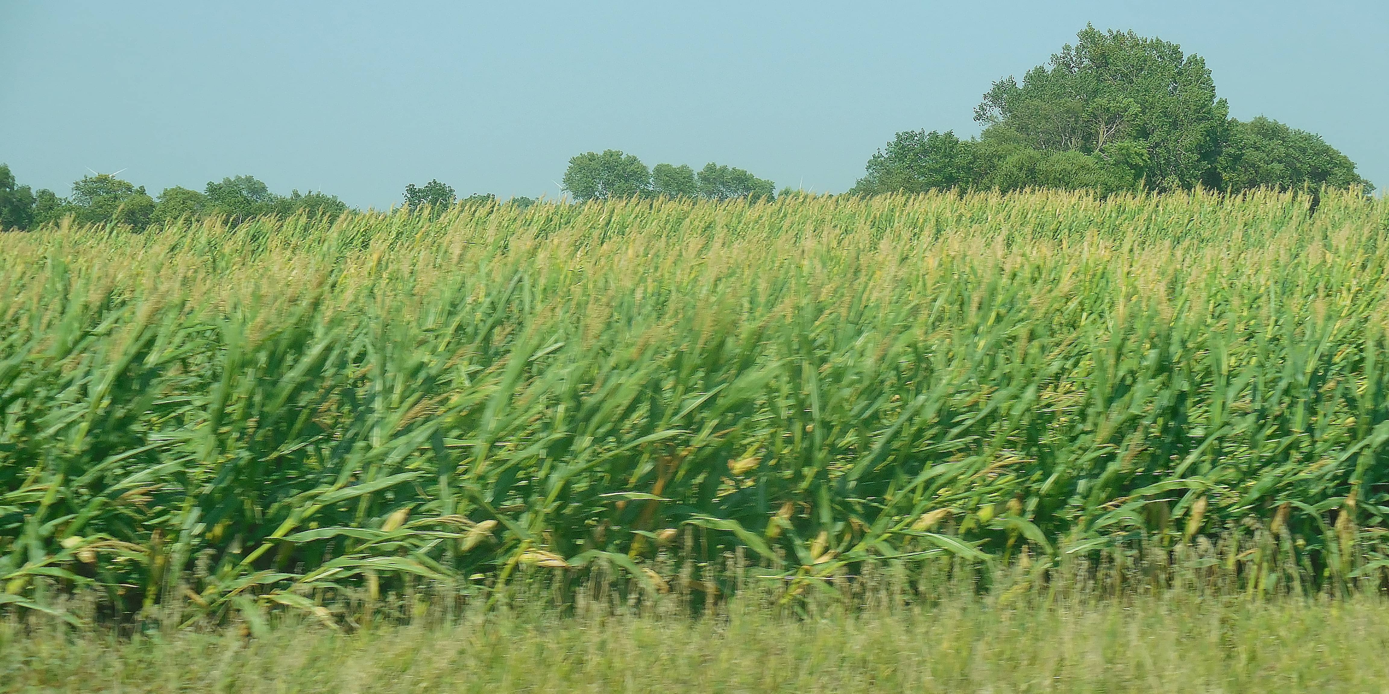 august-corn