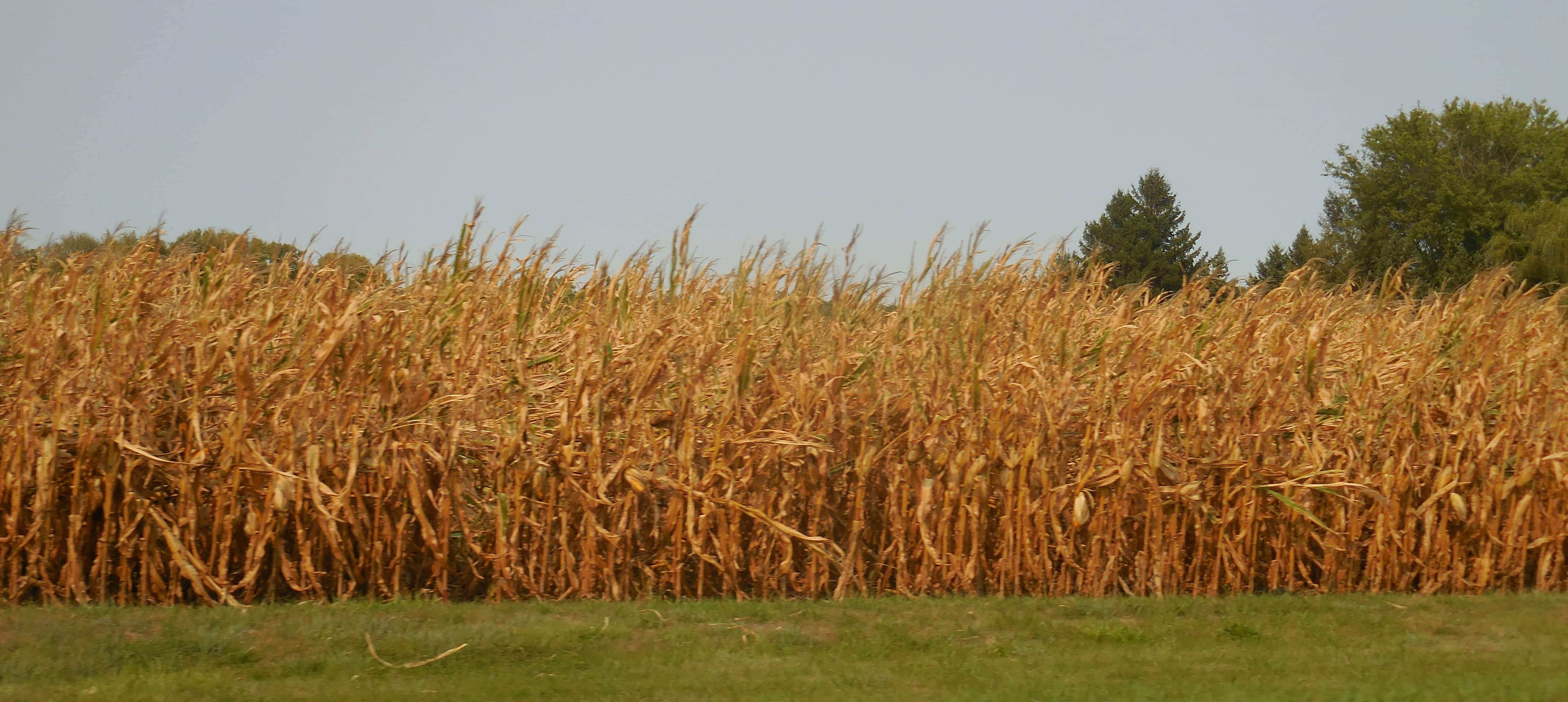 corn-crop-5