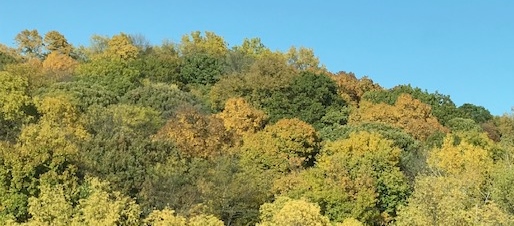 fall-colors-2