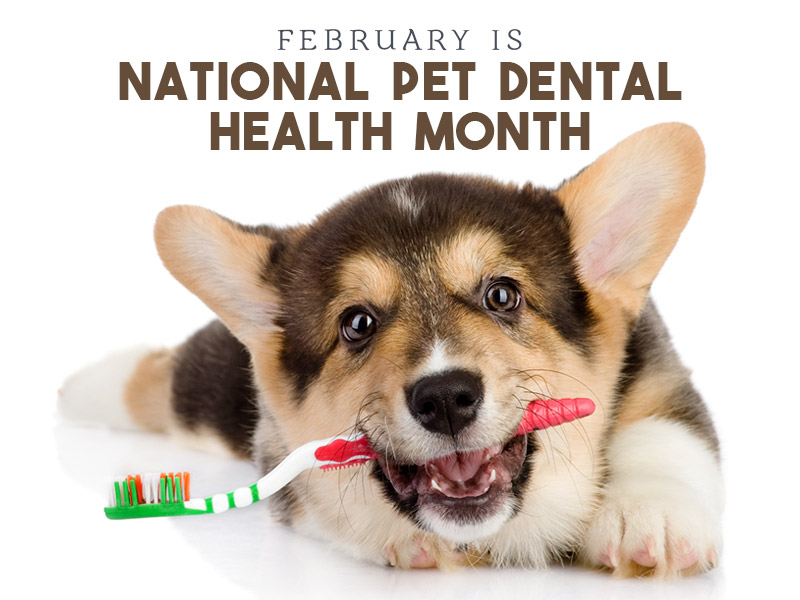 National Pet Dental Health Month Stresses Preventative Measures