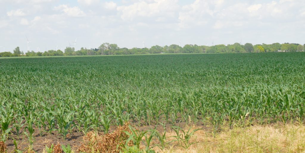 Dry Weather Starting to Impact Crops | Raccoon Valley ...