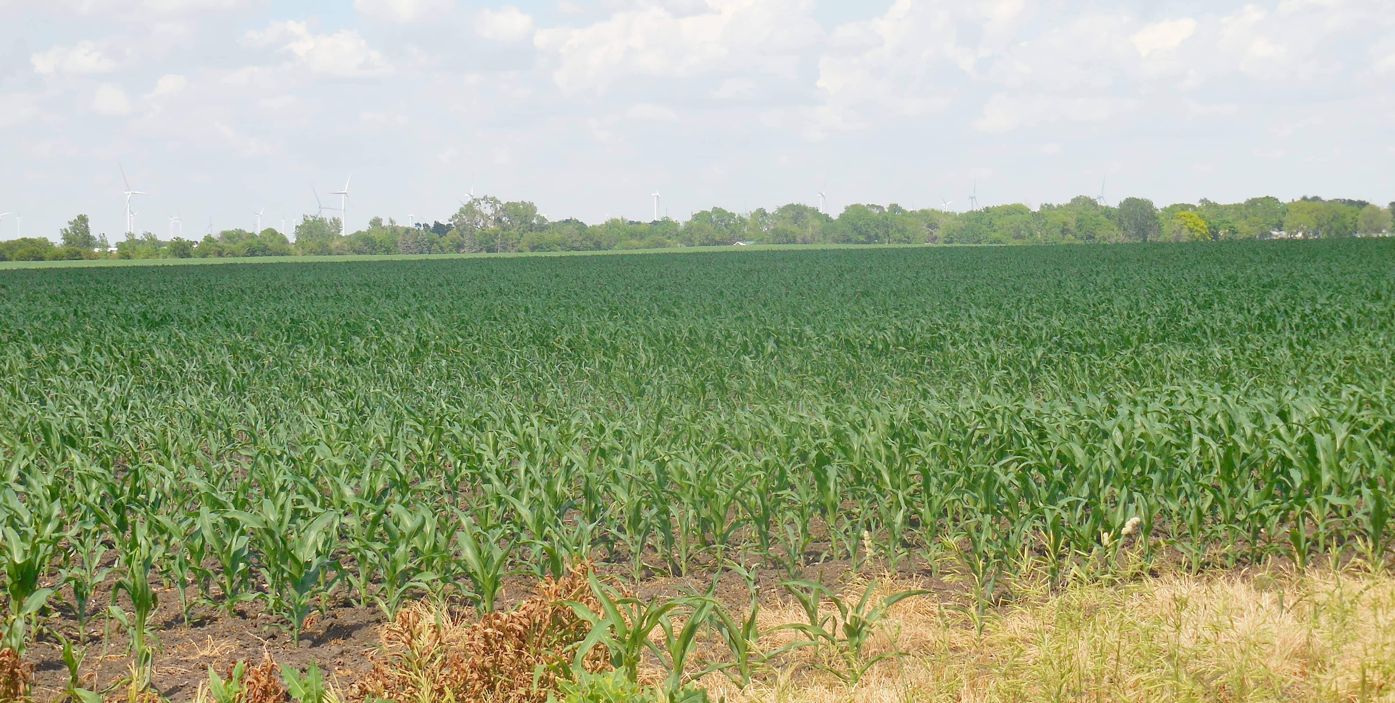 corn-field-6_9_21