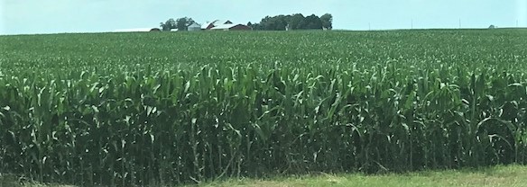 corn-crop-6