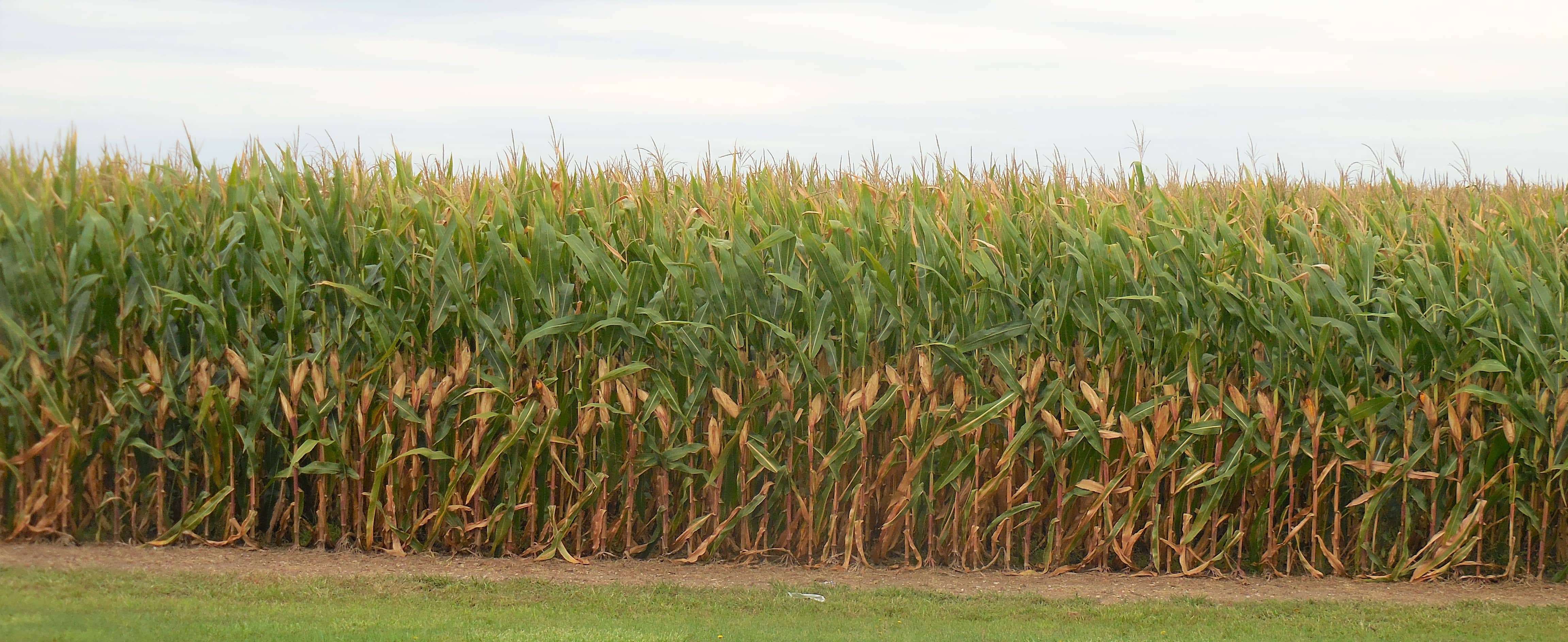 corn-crop-9_2_21
